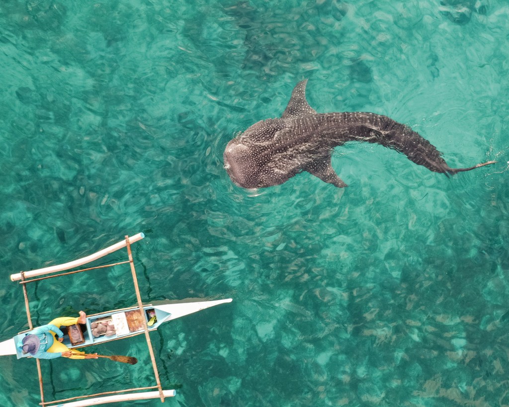שחייה עם כרישי לוויתן באוסלוב פיליפינים - סבו (מואלבואל)2