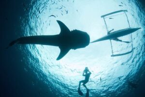 שחייה עם כרישי לוויתן באוסלוב פיליפינים - סבו (מואלבואל)6